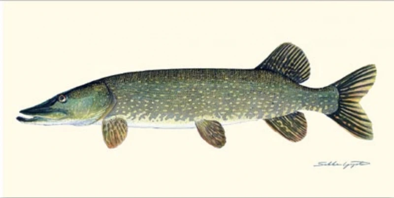 Poster Pike 23x50cm 3 Poster Pike 23x50cm