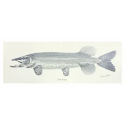 Poster Pike Skeleton Ivory Background 35x100cm